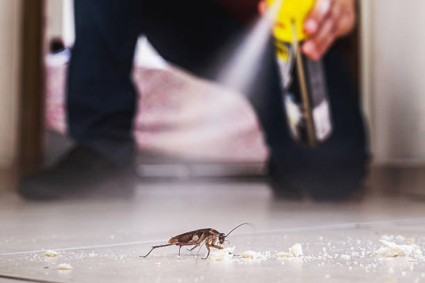 Best Pest Control Near Me  in Panama City Beach, FL